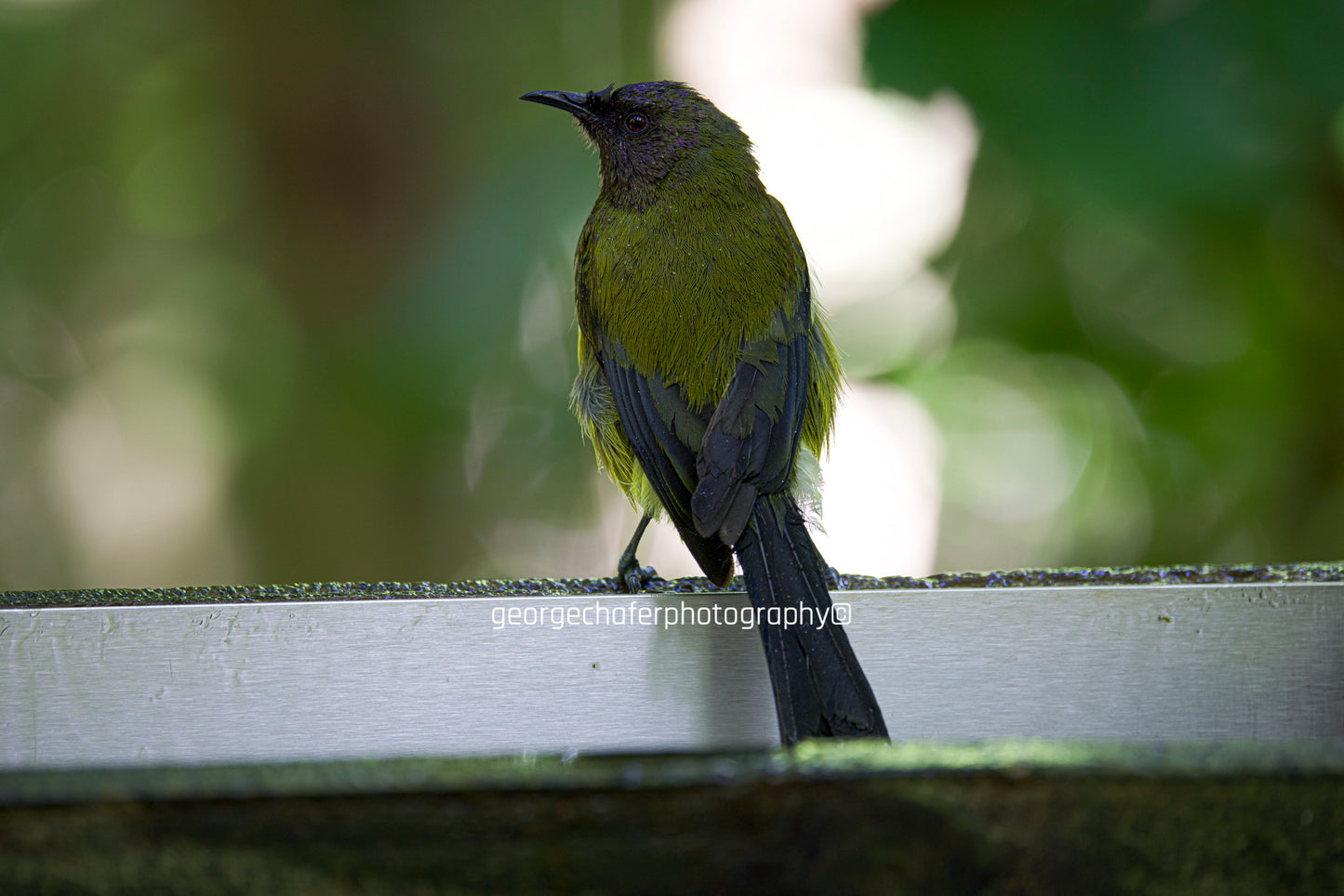 Bellbird Fine Art Print