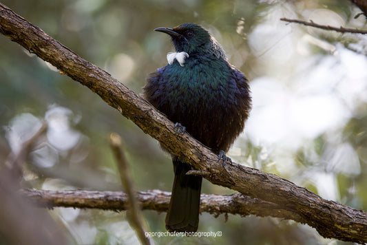 Tui Fine Art Print A4 size