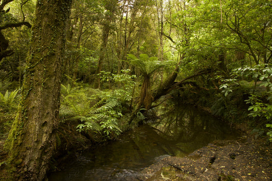 South Island fine art print