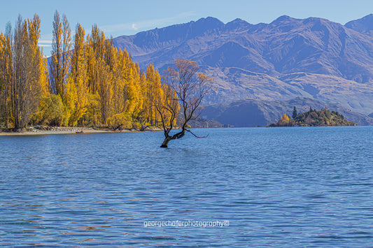 The Wanaka Tree fine art print